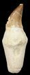 Rooted Mosasaur Tooth - Morocco #38176-1